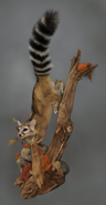 ringtail cat